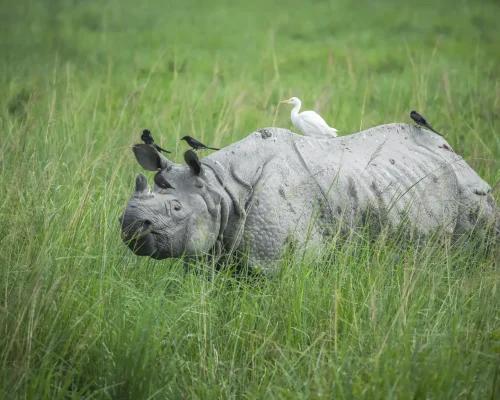 03ForestsWildlife-ezgif.com-resize